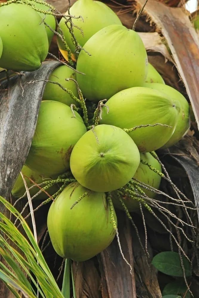 Dừa tươi (quả) 1