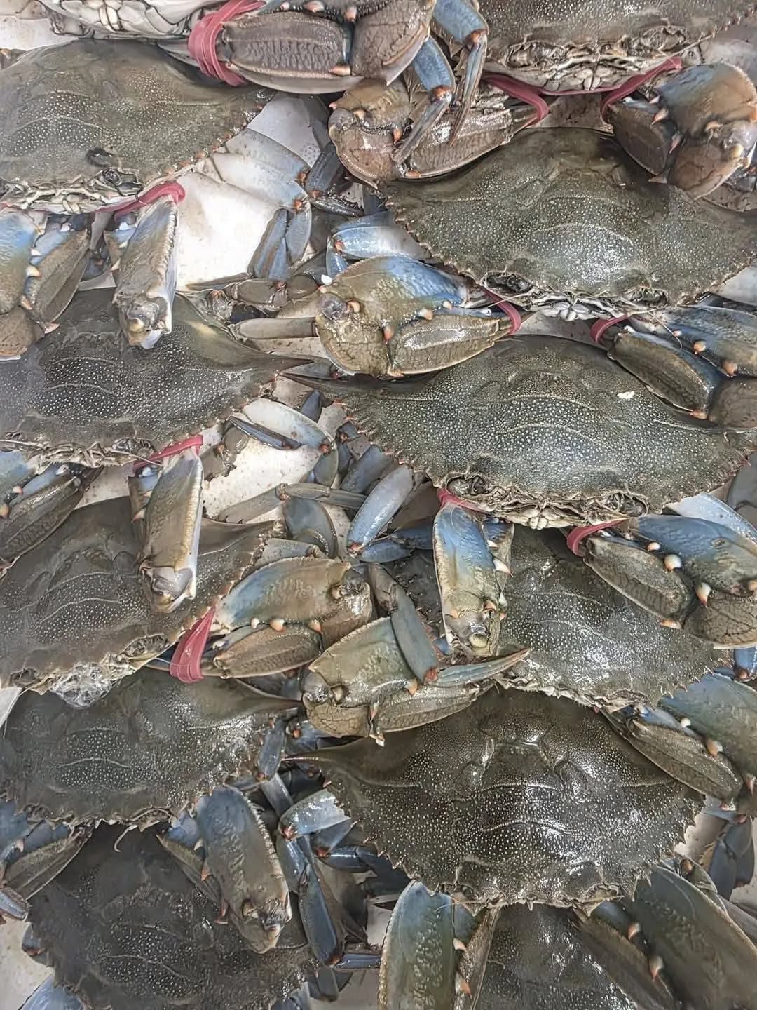Ghẹ size XXXL (3 con/kg) 1