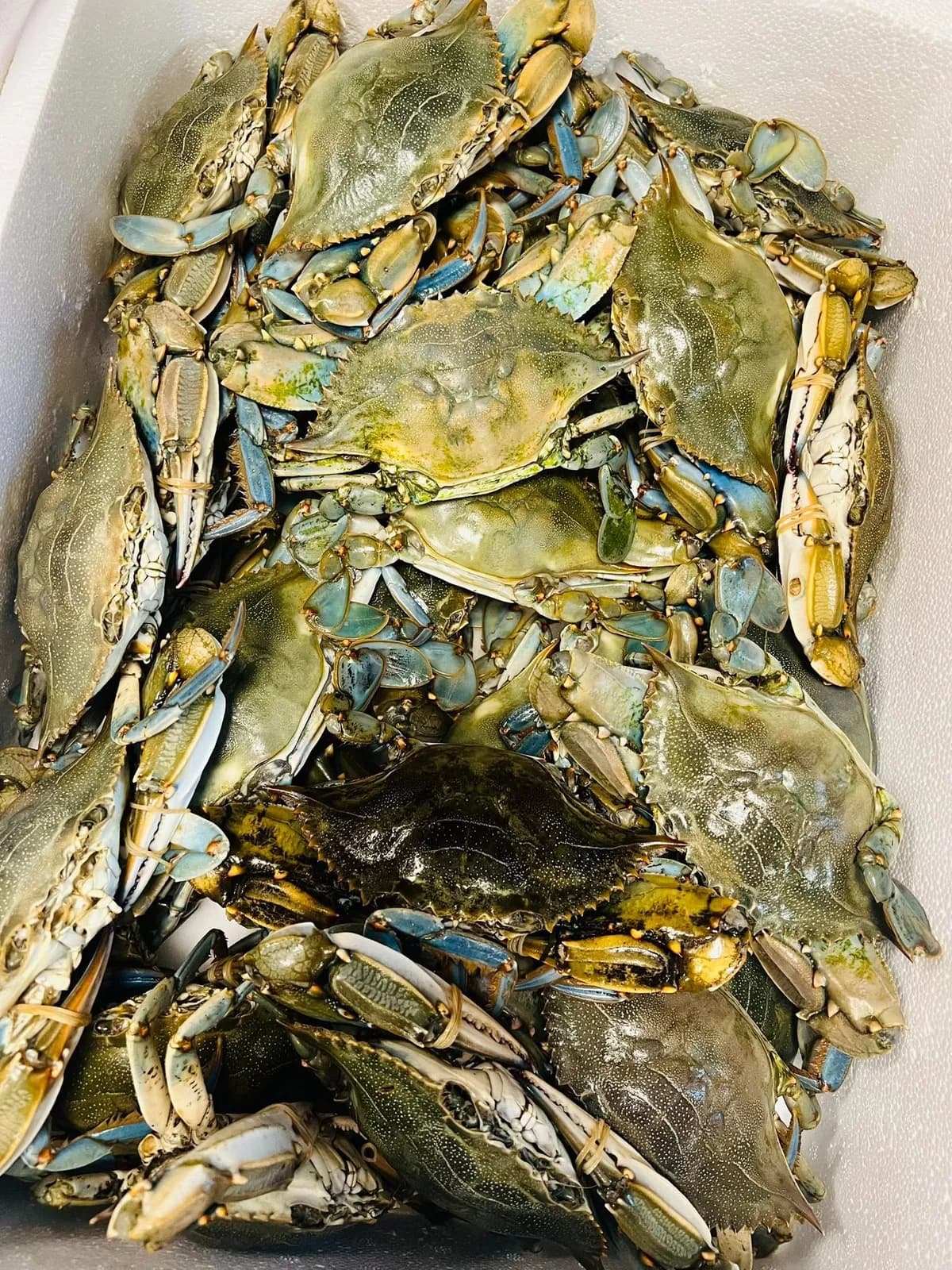 Ghẹ Hà Lan (kg) 1