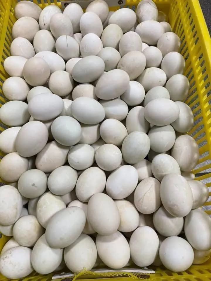 Hột vịt lộn (chục) 1