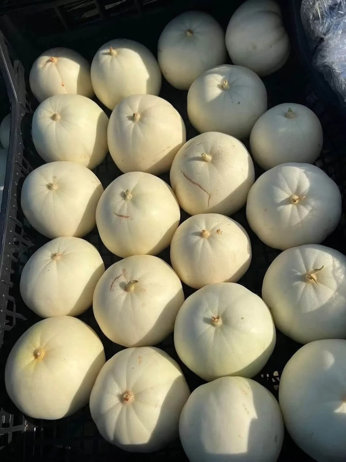 Dưa (kg)