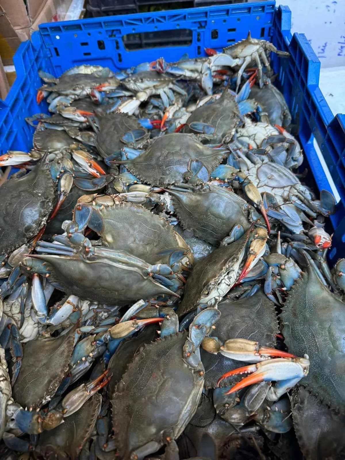 Ghẹ size XL (kg)