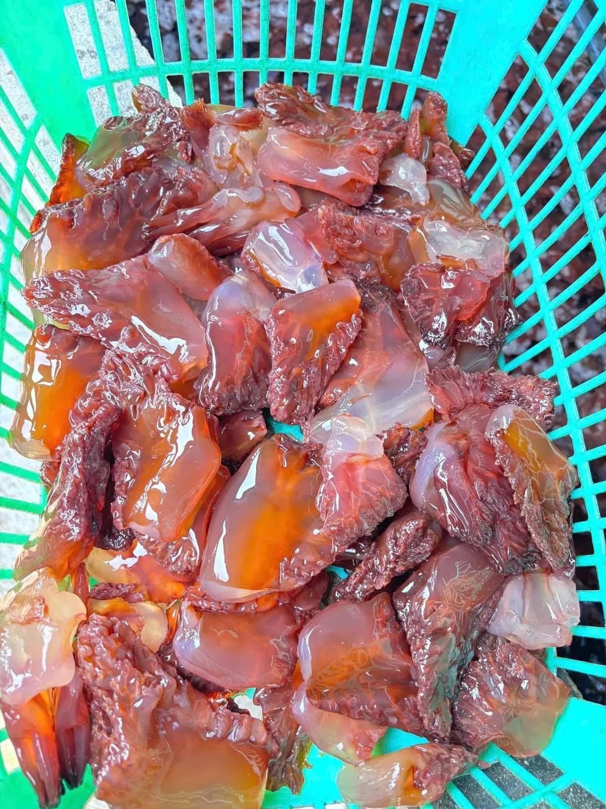 Sứa mật (kg)